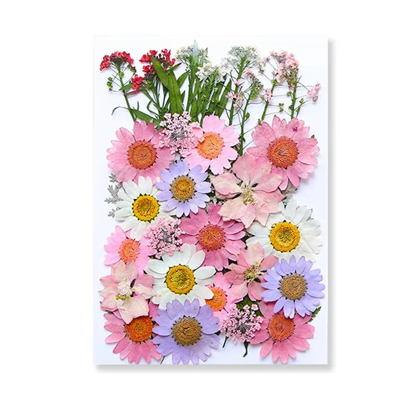Dried Flowers Real Natural Plant Pressed Flower for Tray Mold Epoxy Resin DIY Coaster Making Decoration Home Accessories Crafts