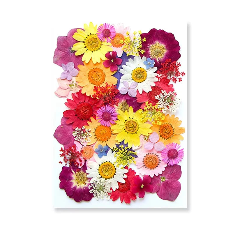 Dried Flowers Real Natural Plant Pressed Flower for Tray Mold Epoxy Resin DIY Coaster Making Decoration Home Accessories Crafts