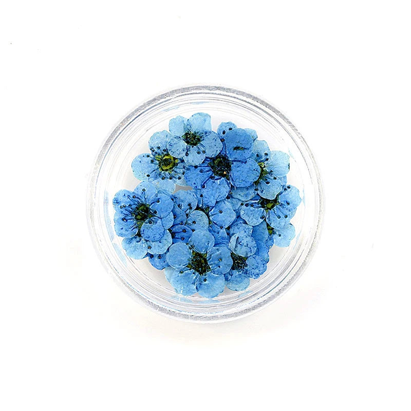 20pcs/box DIY Accessories Pressed Dried Narcissus Plum Blossom Flower For Epoxy Resin Jewelry Making Nail Art Craft