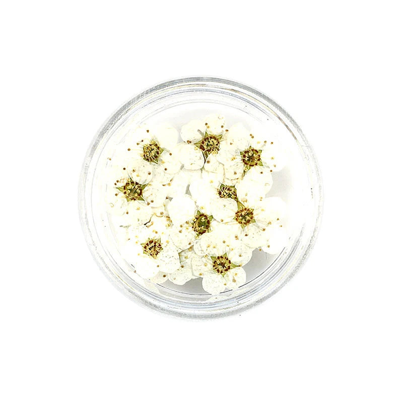 20pcs/box DIY Accessories Pressed Dried Narcissus Plum Blossom Flower For Epoxy Resin Jewelry Making Nail Art Craft