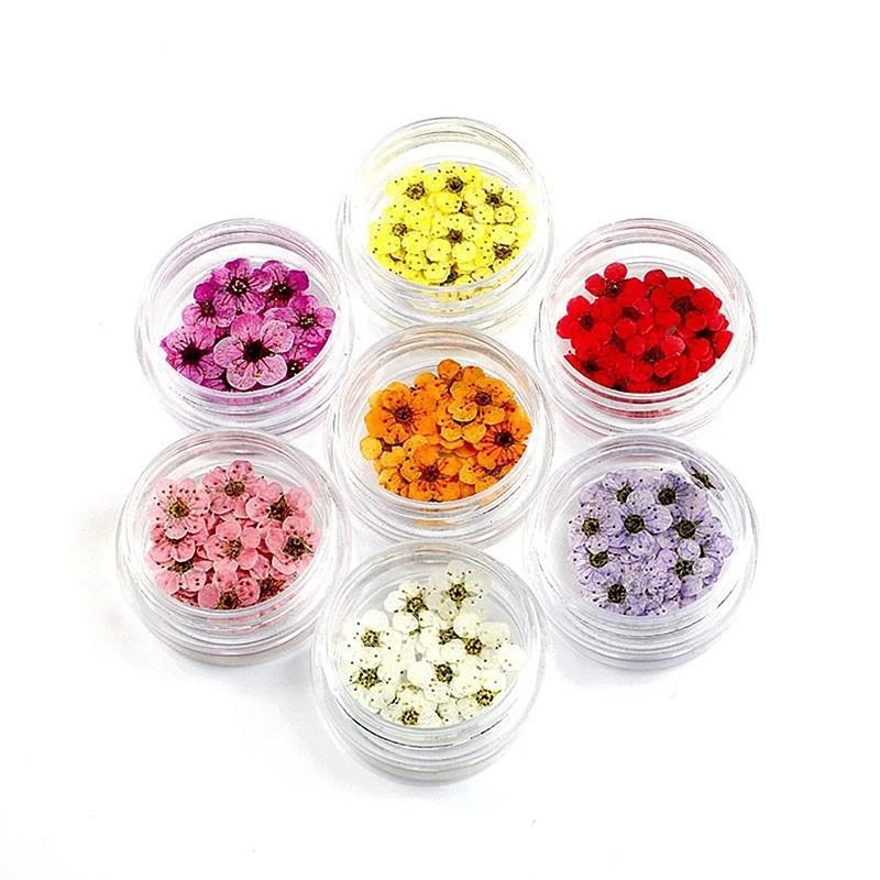 20pcs/box DIY Accessories Pressed Dried Narcissus Plum Blossom Flower For Epoxy Resin Jewelry Making Nail Art Craft