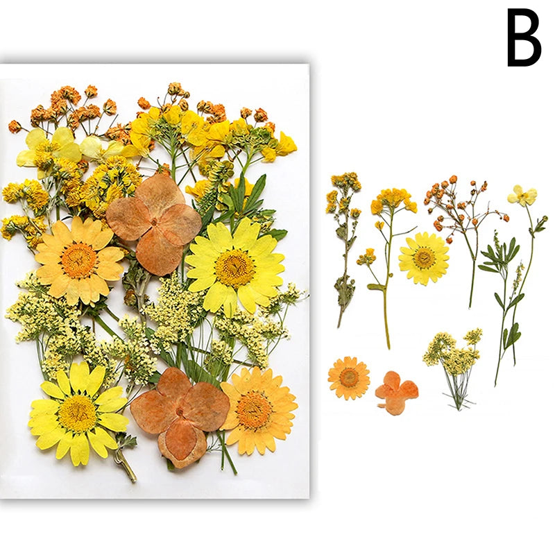 Dried Flowers Real Natural Plant Pressed Flower For Epoxy Resin Filling DIY Nail Art Handicrafts Jewelry Making Craft