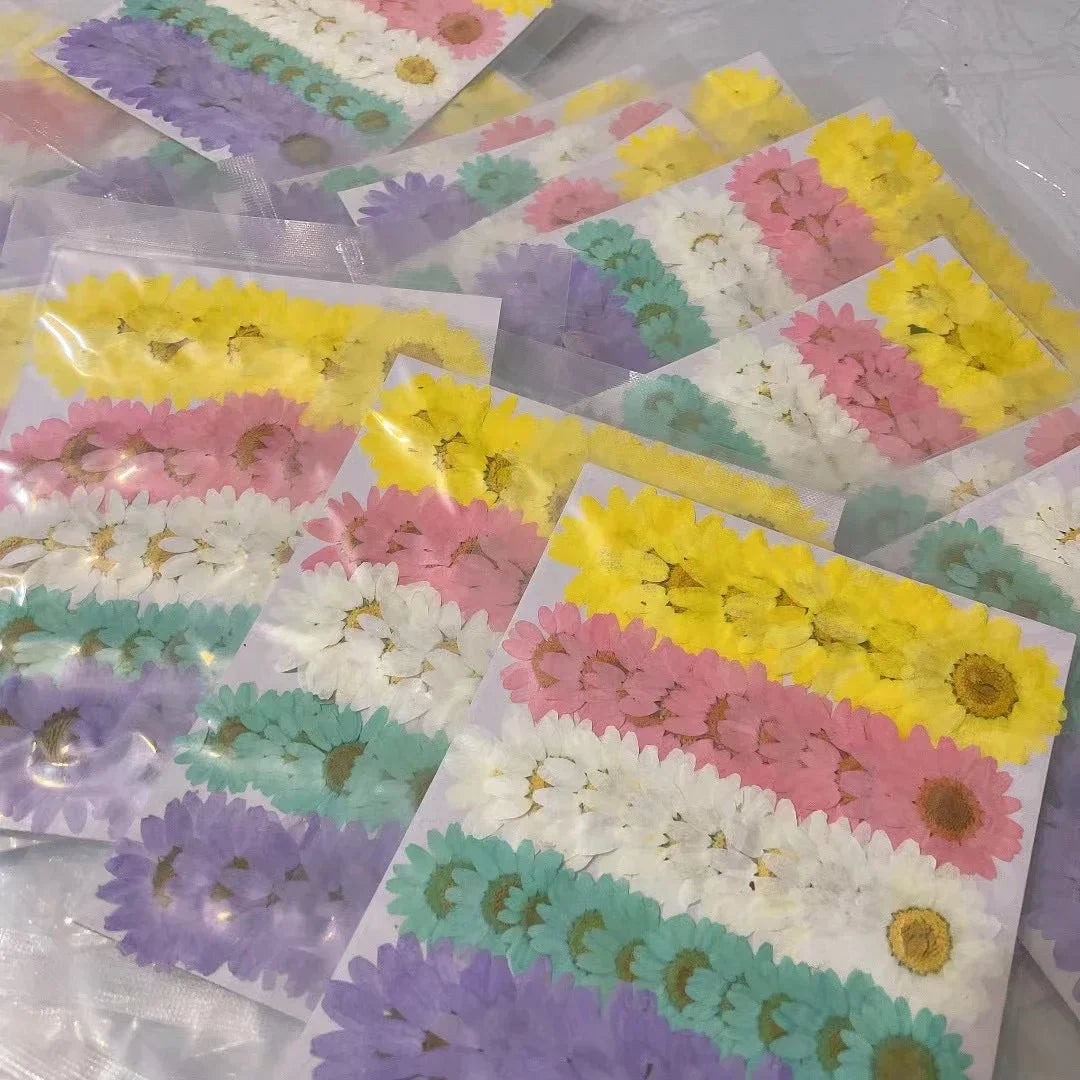 60X Pressed Dried Rainbow Chrysanthemum Paludosum Flower  Plant Herbarium For Jewelry Phone Case Bookmark Lampshade Candle Craft