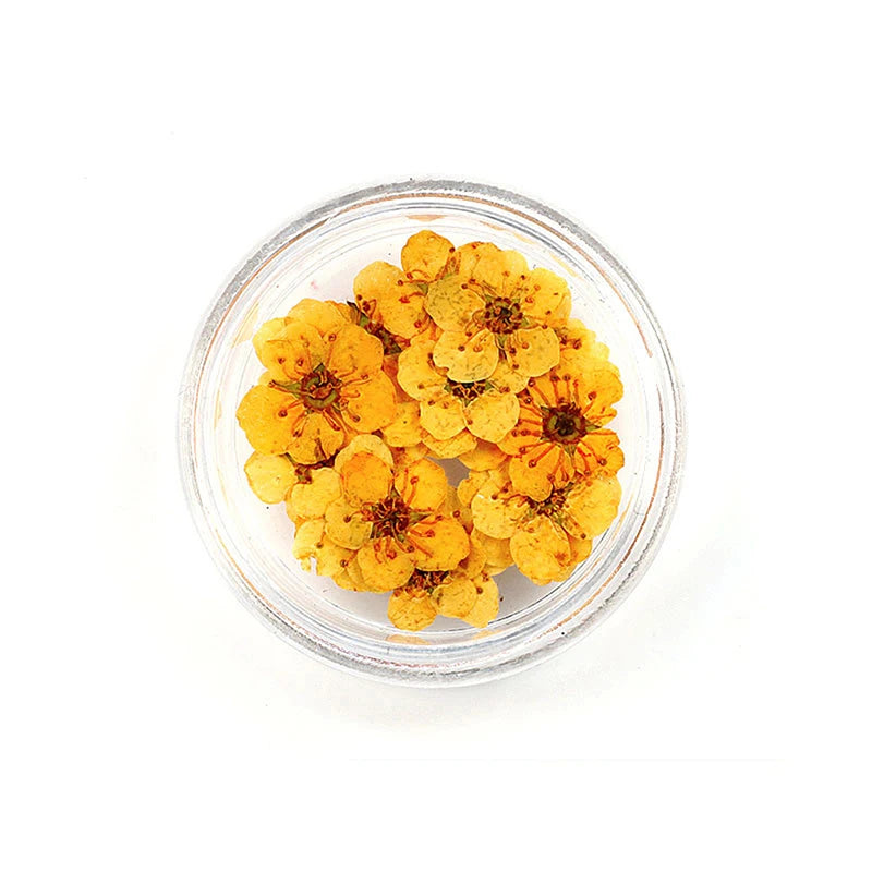 20pcs/box DIY Accessories Pressed Dried Narcissus Plum Blossom Flower For Epoxy Resin Jewelry Making Nail Art Craft