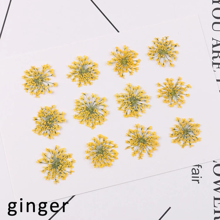 120 pieces per batch. Natural dried white lace flower embossings, used for nail art, snowflake bead floral DIY gift handicrafts,