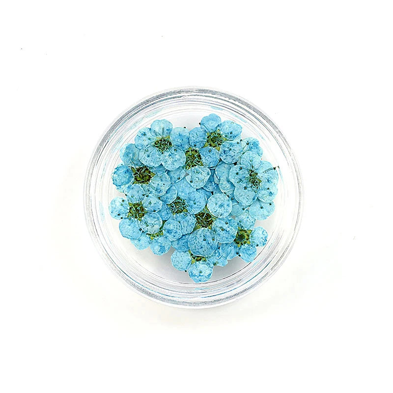20pcs/box DIY Accessories Pressed Dried Narcissus Plum Blossom Flower For Epoxy Resin Jewelry Making Nail Art Craft