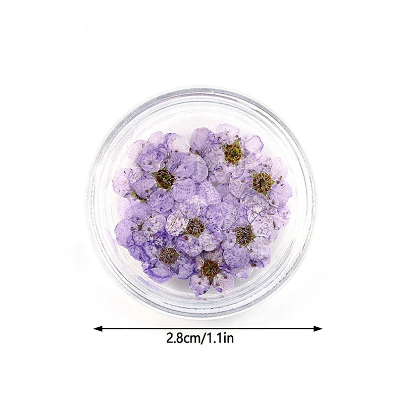 20pcs/box DIY Accessories Pressed Dried Narcissus Plum Blossom Flower For Epoxy Resin Jewelry Making Nail Art Craft