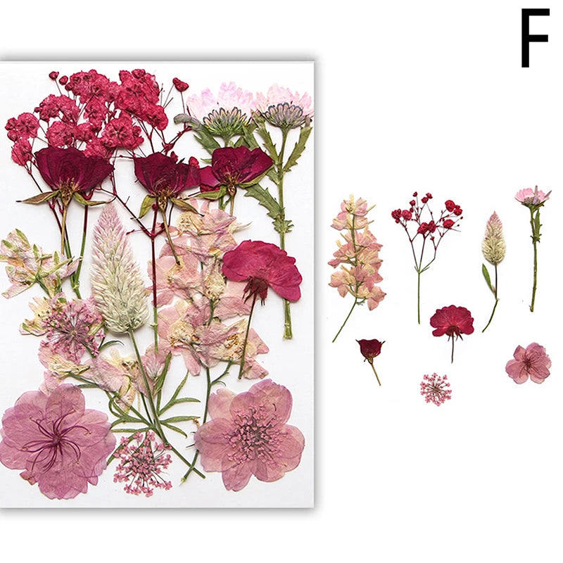 Dried Flowers Real Natural Plant Pressed Flower For Epoxy Resin Filling DIY Nail Art Handicrafts Jewelry Making Craft