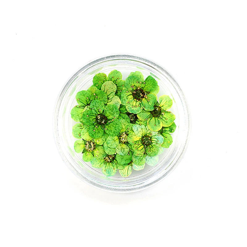 20pcs/box DIY Accessories Pressed Dried Narcissus Plum Blossom Flower For Epoxy Resin Jewelry Making Nail Art Craft
