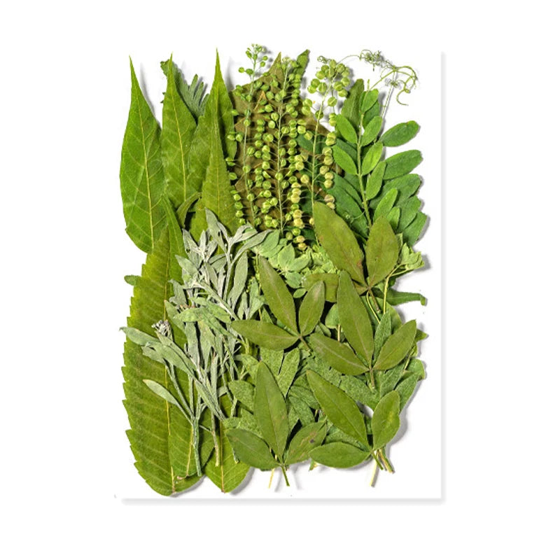 Dried Flowers Real Natural Plant Pressed Flower for Tray Mold Epoxy Resin DIY Coaster Making Decoration Home Accessories Crafts