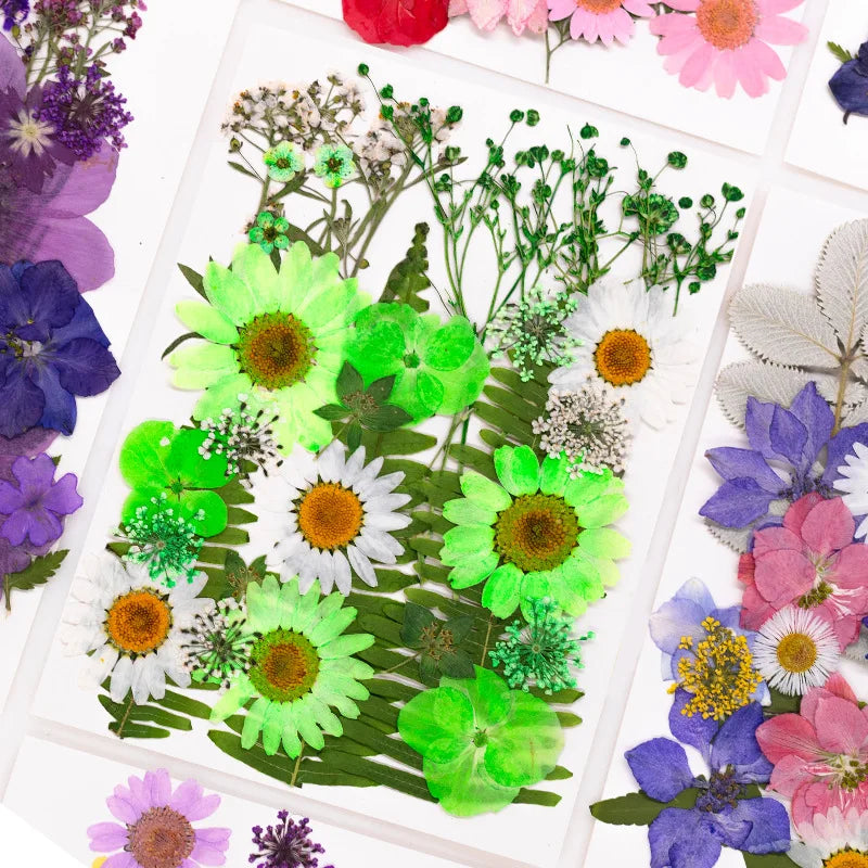New Mixed Style Dried Pressed Flowers for DIY Resin Jewelry Mold Making Natural Real Dried Flower Leaves Candle Art Decoration