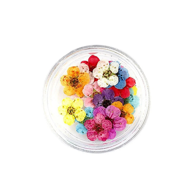 20pcs/box DIY Accessories Pressed Dried Narcissus Plum Blossom Flower For Epoxy Resin Jewelry Making Nail Art Craft