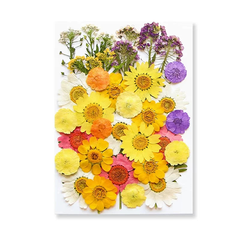 Dried Flowers Real Natural Plant Pressed Flower for Tray Mold Epoxy Resin DIY Coaster Making Decoration Home Accessories Crafts