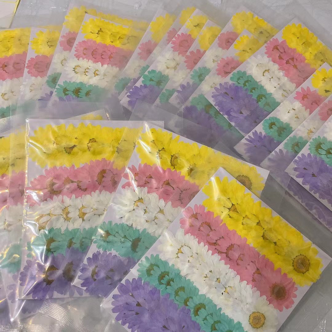 60X Pressed Dried Rainbow Chrysanthemum Paludosum Flower  Plant Herbarium For Jewelry Phone Case Bookmark Lampshade Candle Craft