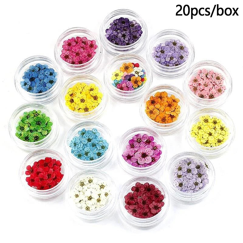 20pcs/box DIY Accessories Pressed Dried Narcissus Plum Blossom Flower For Epoxy Resin Jewelry Making Nail Art Craft