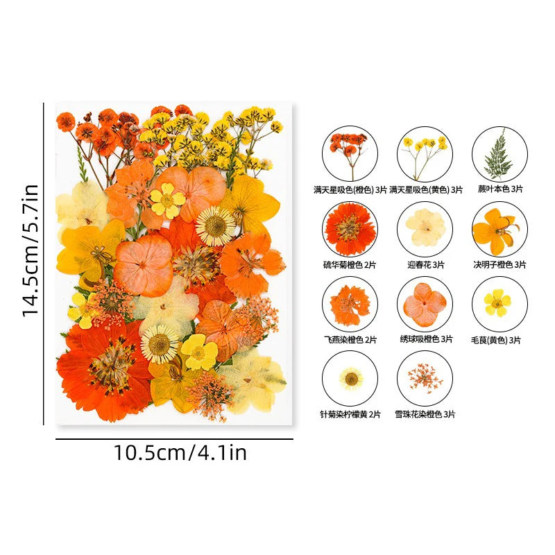 30PCS Package Dried Pressed Flowers for Resin Art Craft Supplies Scrapbooking DIY Candle Mold Fillings Natural Real Flower Leave