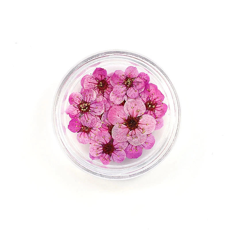 20pcs/box DIY Accessories Pressed Dried Narcissus Plum Blossom Flower For Epoxy Resin Jewelry Making Nail Art Craft