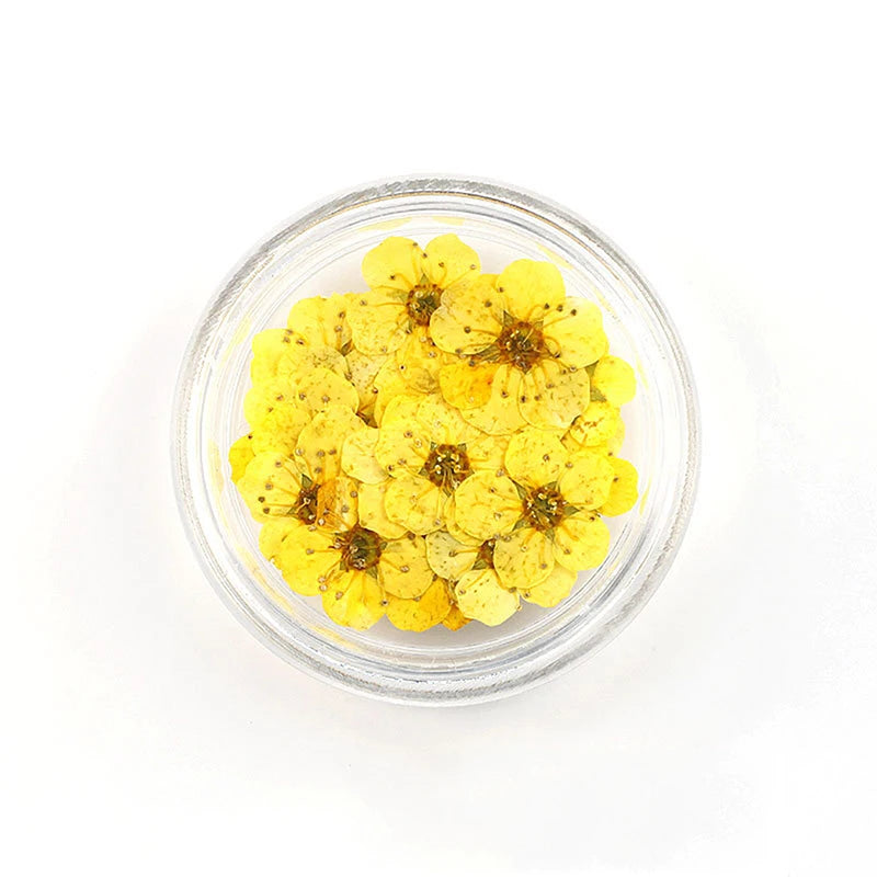 20pcs/box DIY Accessories Pressed Dried Narcissus Plum Blossom Flower For Epoxy Resin Jewelry Making Nail Art Craft