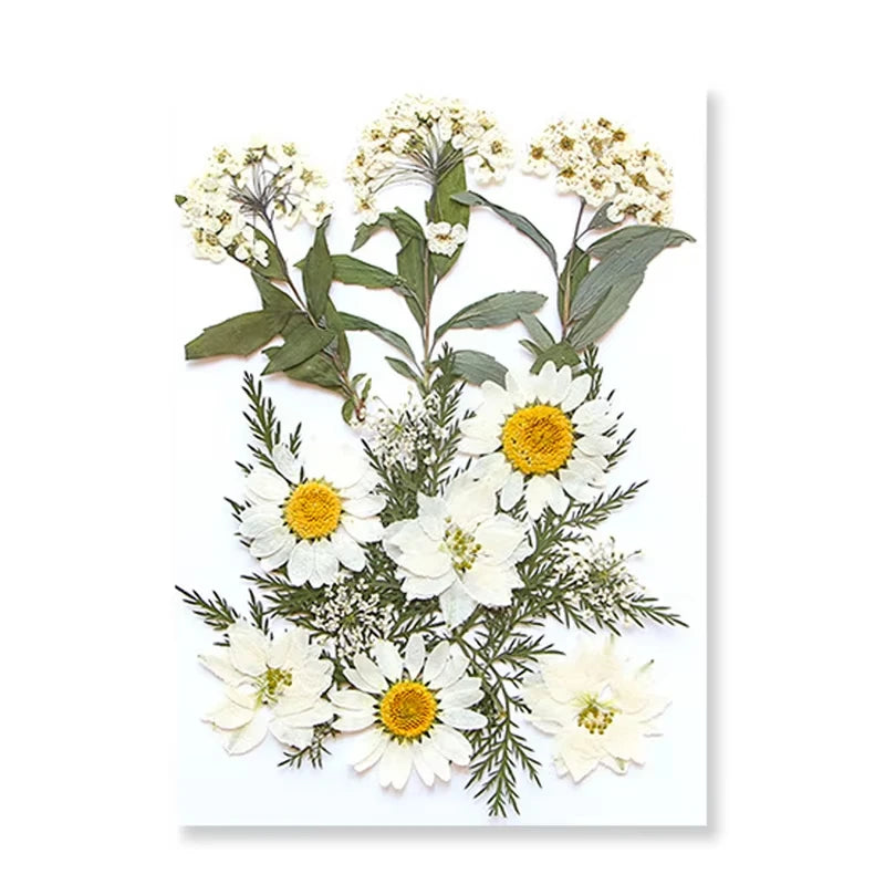 Dried Flowers Real Natural Plant Pressed Flower for Tray Mold Epoxy Resin DIY Coaster Making Decoration Home Accessories Crafts