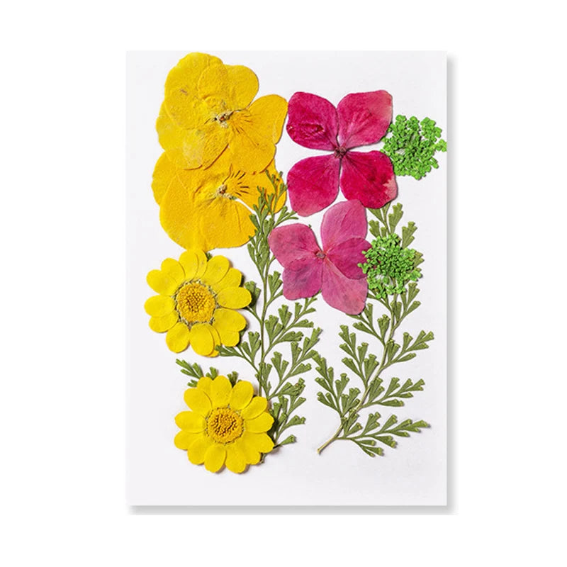Dried Flowers Real Natural Plant Pressed Flower for Tray Mold Epoxy Resin DIY Coaster Making Decoration Home Accessories Crafts