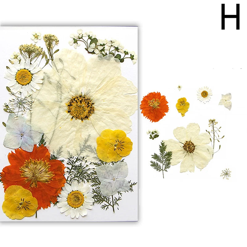 Dried Flowers Real Natural Plant Pressed Flower For Epoxy Resin Filling DIY Nail Art Handicrafts Jewelry Making Craft