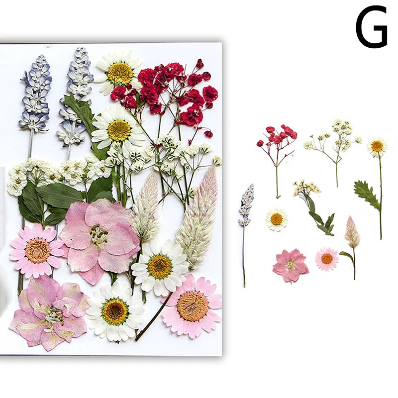 Dried Flowers Real Natural Plant Pressed Flower For Epoxy Resin Filling DIY Nail Art Handicrafts Jewelry Making Craft