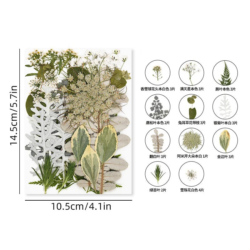 30PCS Package Dried Pressed Flowers for Resin Art Craft Supplies Scrapbooking DIY Candle Mold Fillings Natural Real Flower Leave