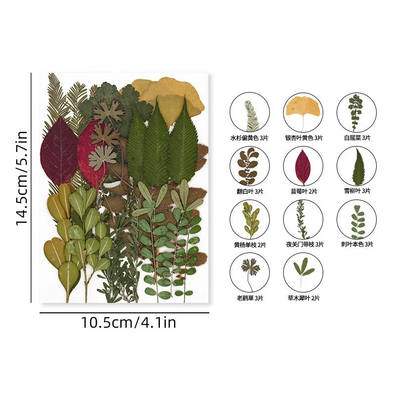 30PCS Package Dried Pressed Flowers for Resin Art Craft Supplies Scrapbooking DIY Candle Mold Fillings Natural Real Flower Leave